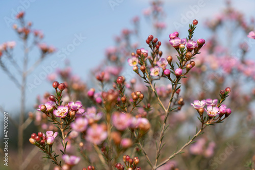 Growing wax flowers in flower beds