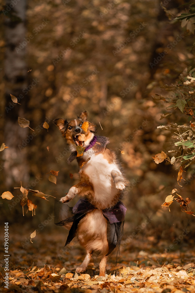 Fototapeta premium Merle dog