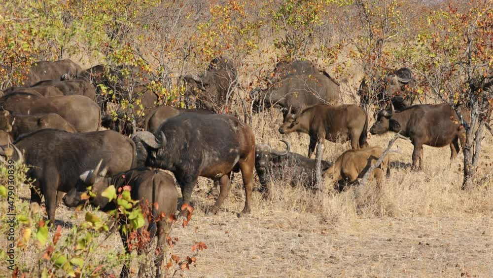 African buffaloes (Syncerus caffer) in natural habitat, Kruger National Park, South Africa African buffaloes (Syncerus caffer) in natural habitat, Kruger National Park, South Africa