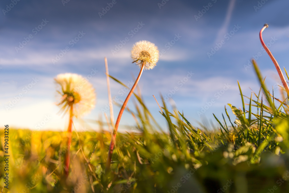 Dandelion on a summer meadow seen from the ground