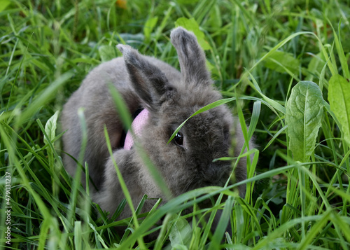 Rabbit in grass