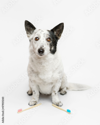 Cute black and white dog is sitting, looking at a camera, pink and blue toothbrushes in front of her.