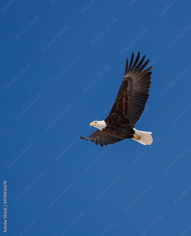 Fototapeta premium American bald eagle in flight