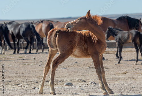 Cute Wild Horse Foal in Summer in the Utah Desert