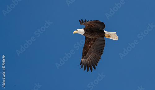 American bald eagle in flight