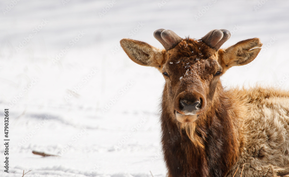 Fototapeta premium winter time elk herd