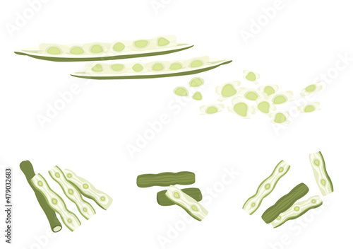 set of moringa or drumstick herb painting isolated on plane background 