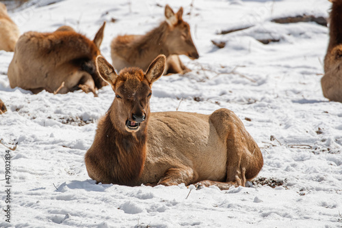 winter time elk herd