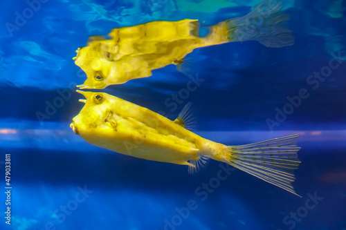 Fish under water, yellow trunk cow fish: lactoria cornuta, 
blurred background photo