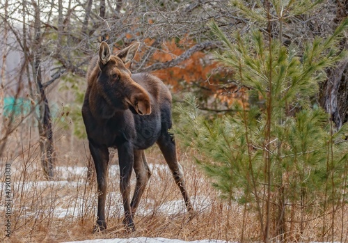 Young female moose foraging 