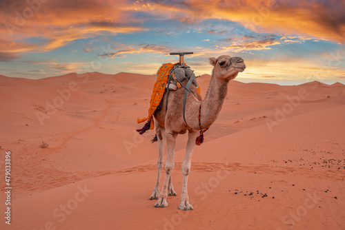 Caravan camel standing on sand dunes in sahara desert against sky during sunset, Bedouin camel standing in desert