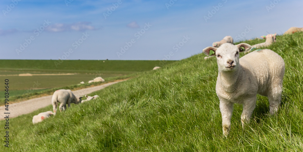 Panorama of a little white lamb on a dike in Friesland, Netherlands Panorama of a little white lamb on a dike in Friesland, Netherlands