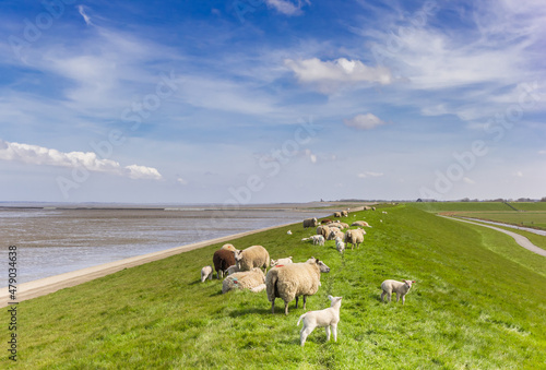Herd of sheep on a dike at the Wadden sea in Friesland, Netherlands photo