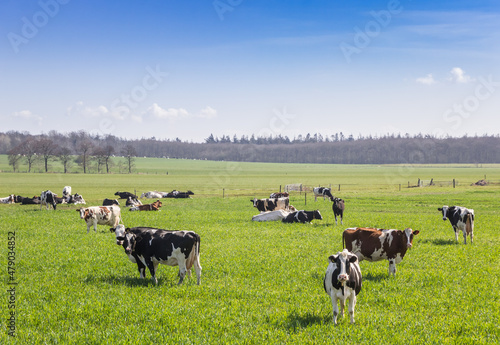 Herd of Holstein cows in the hills of Gaasterland, Netherlands