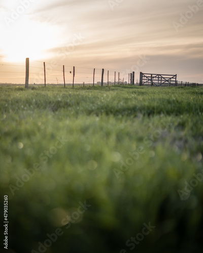 sunset in the field