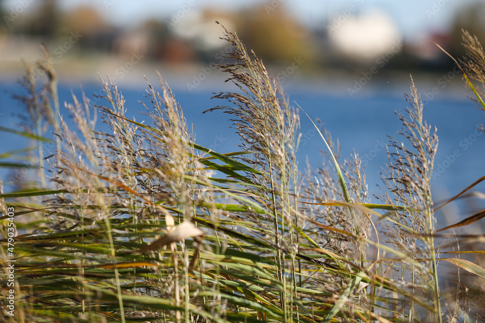 Fototapeta premium Natural close-up photo of seagrass growing near lake.