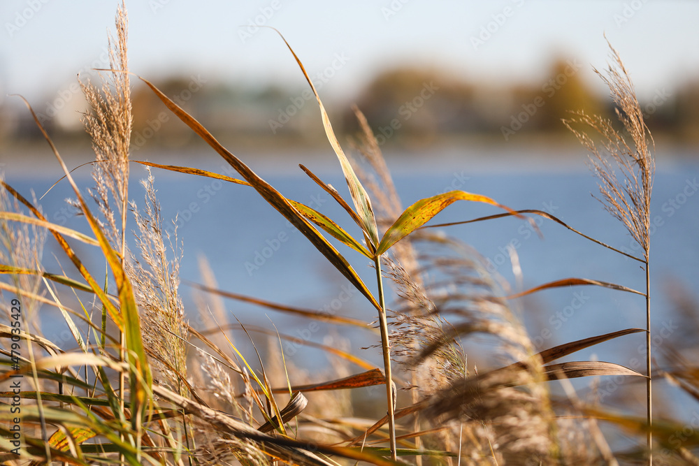 Fototapeta premium Natural close-up photo of seagrass growing near lake.