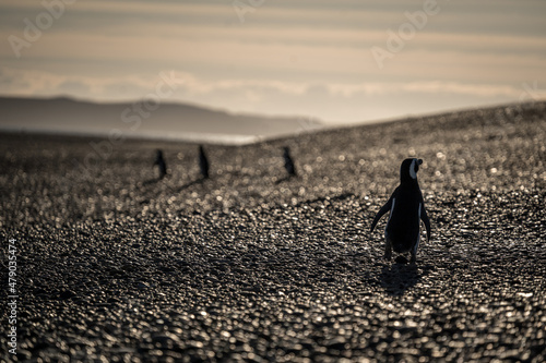  Penguin sunset on the beach