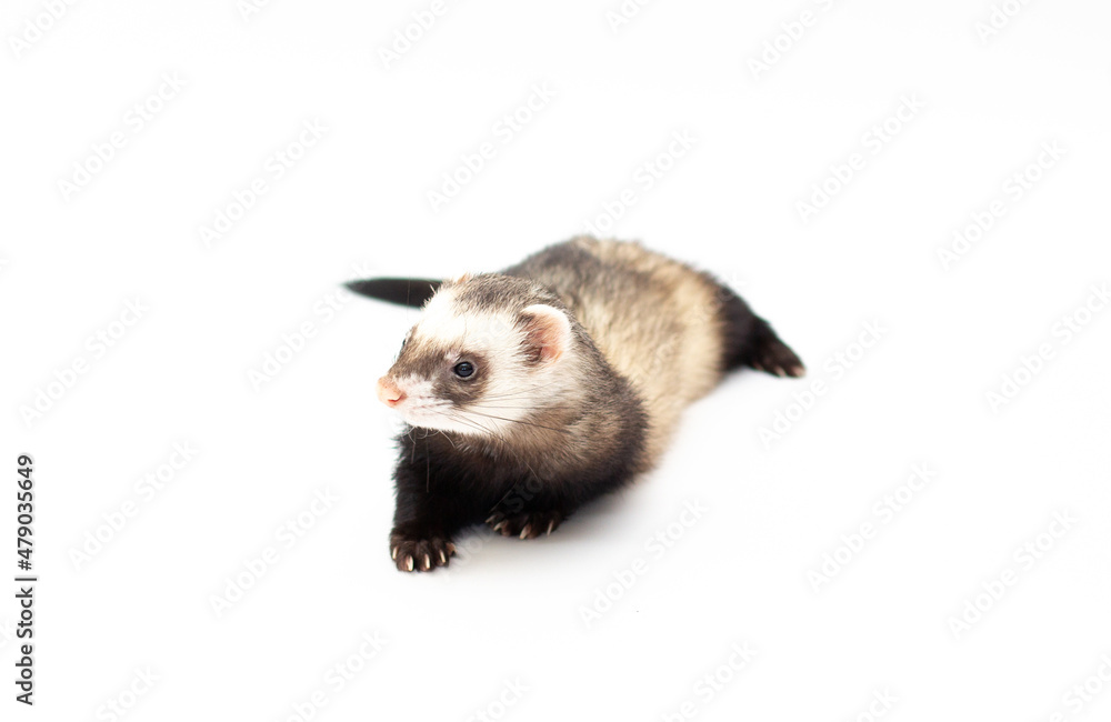 Ferret pet on a white background, isolated. Ferret pet on a white background, isolated.