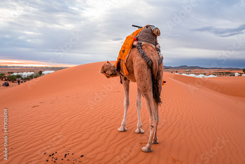 Caravan camel standing on sand dunes in sahara desert against sky, Bedouin camel with saddle standing in desert