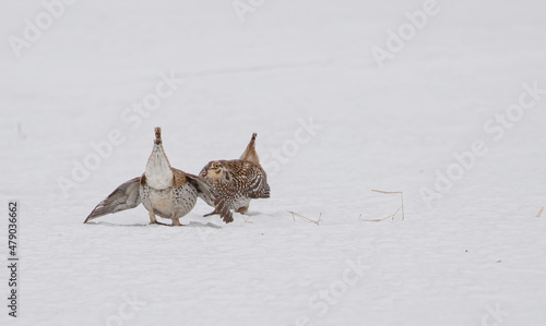 Cuadro en lienzo Sharp tailed grouse in field