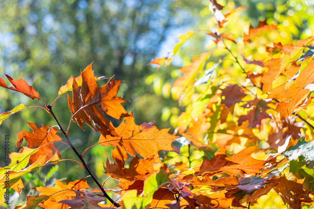 Bright yellow autumn leaves on a blurred natural background. Bright yellow autumn leaves on a blurred natural background.