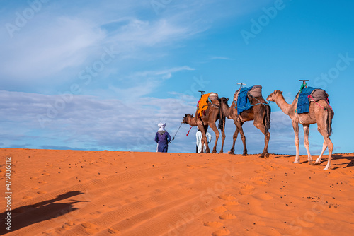 Male guides with camels caravan going through the sand dunes in sahara desert on sunny summer day, Bedouin walking with camels in desert
