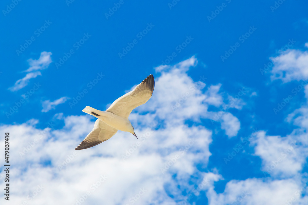 Fototapeta premium Flying seagull bird with blue sky background Holbox island Mexico.