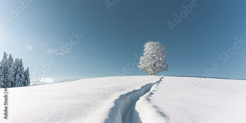 Baum mit Raureif in einer verschneiten Landschaft