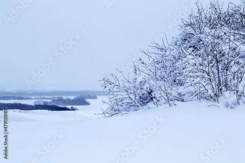 Tranquil winter landscape with snow-covered bushes. © Aleksandr 44ARH
