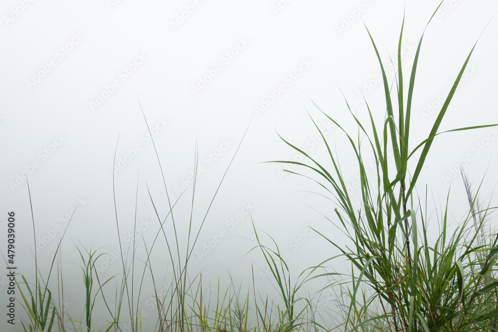 foggy grass foggy grass