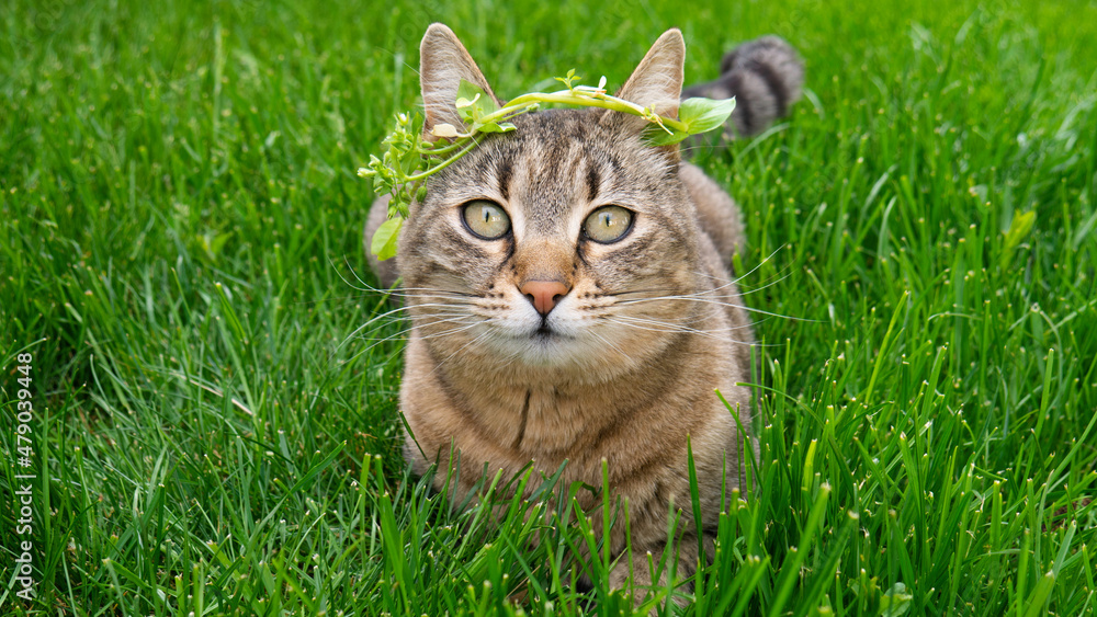 Cat on the background of green grass with wreath on its head.