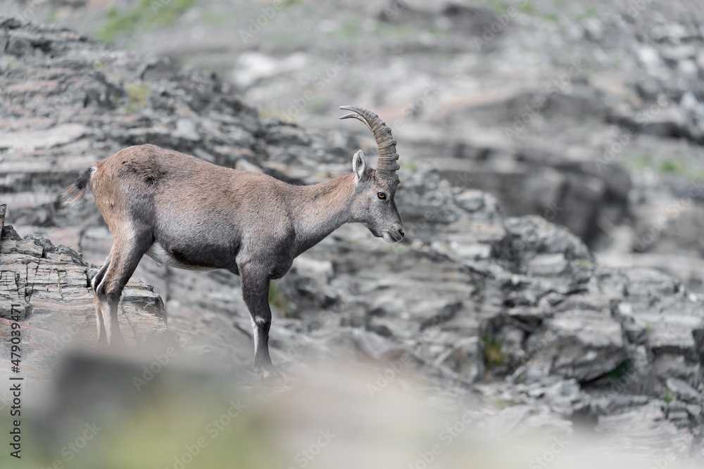 Ibex male in the wild Alps (Capra ibex) Ibex male in the wild Alps (Capra ibex)