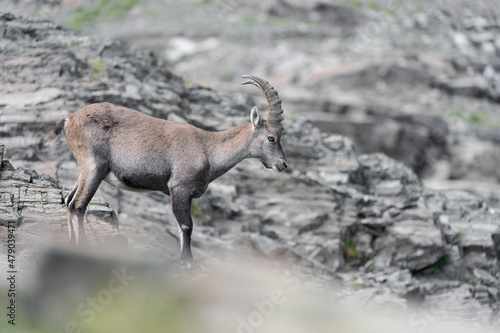 Ibex male in the wild Alps (Capra ibex)