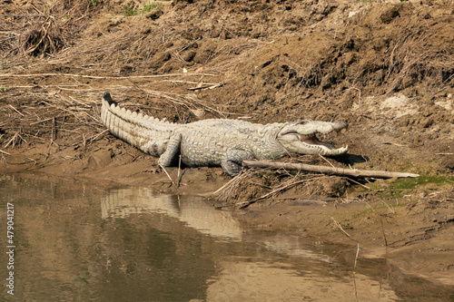 crocodile at rapti river