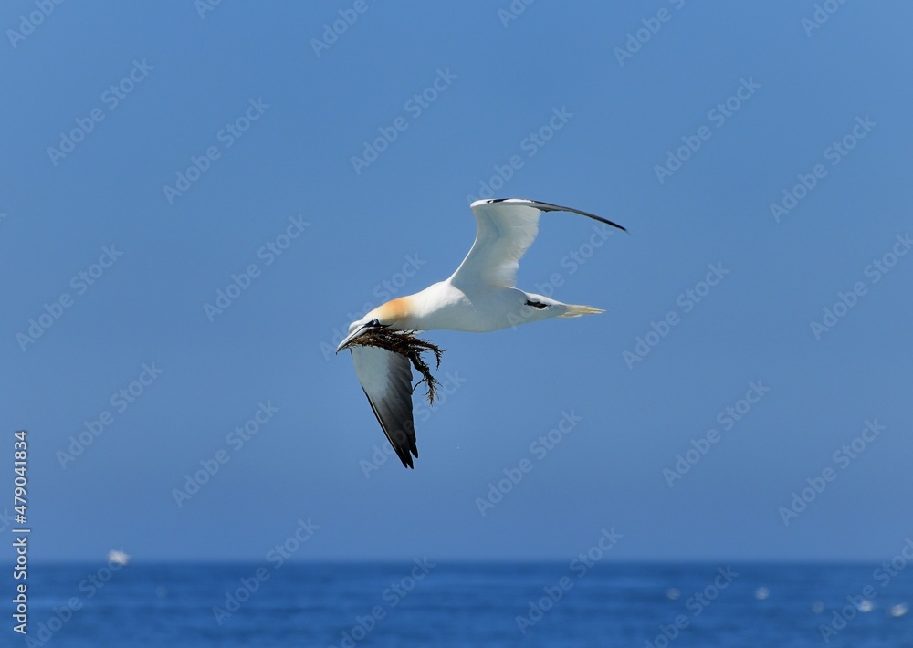 Gannets collecting algae in Brittany - France