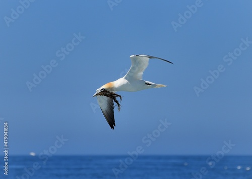 Gannets collecting algae in Brittany - France