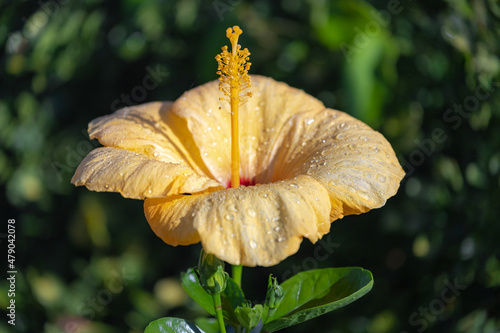 Selective focus yellow flower of Hibiscus, Rosemallows is a genus of flowering plants in the mallow family, The genus is quite large comprising several hundred species, Natural floral background. photo