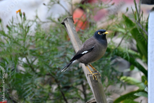 closeup the black brown myna birds stand and holding brown stick with green plant over out of focus green grey background.