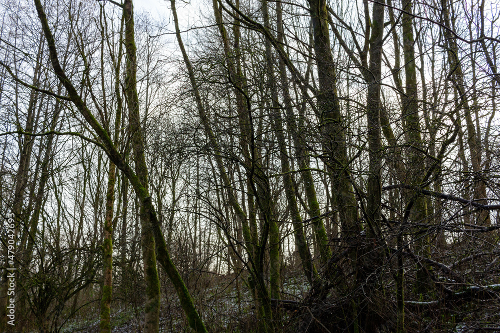 trees in the woods trees in the woods