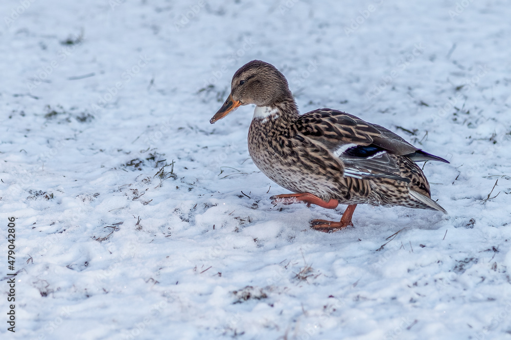 A female mallard duck walking in the snow. A female mallard duck walking in the snow.