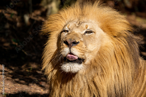 Fototapeta Naklejka Na Ścianę i Meble -  Male Lion
