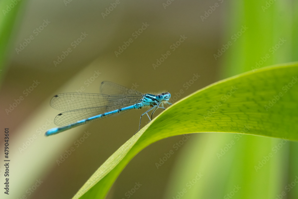 An azure damselfly resting on a green leaf An azure damselfly resting on a green leaf