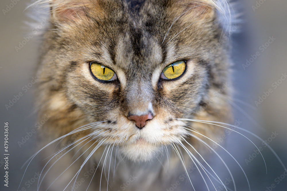 Closeup portrait of a cute tabby cat