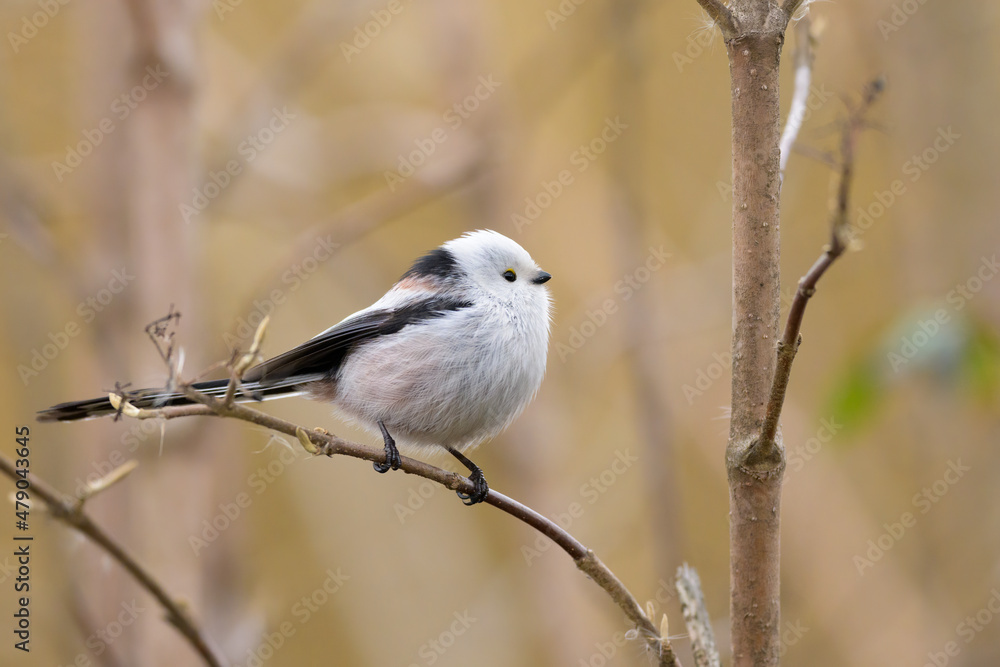 A long tailed tit sitting on a small twig