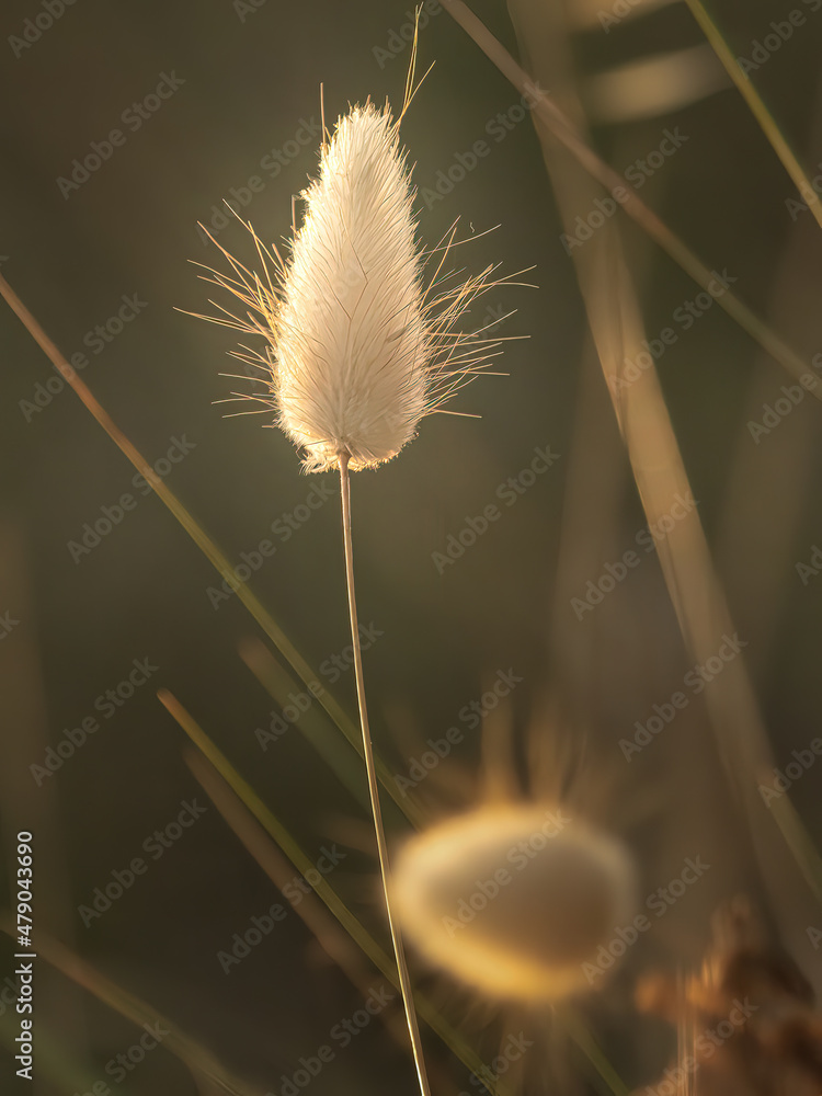Macro Plant 1