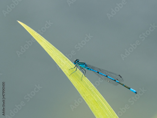 An azure damselfly resting on a green leaf photo