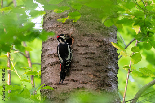 A male great spotted woodpecker sitting on tree photo