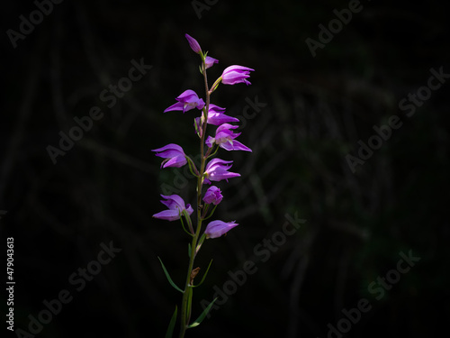 Closeup of a flowering red helleborine orchid photo