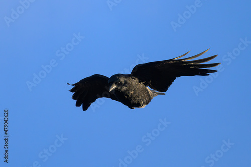 A carrion crow in flight blue sky